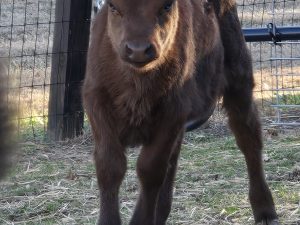 Flashy! and Precious! Dun heifer (breeding stock)