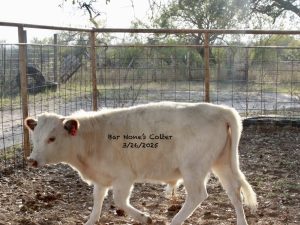 8 month old White Dexter Bull Calf for Sale