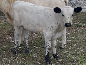 Homo White, Homo Polled, A2A2 Bull Calf