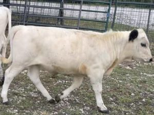 Homo White, Homo Polled, A2A2 Bull Calf