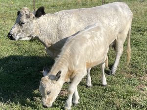 Cow Calf Pair- Possible 3 in 1 with homo white homo polled heifer!